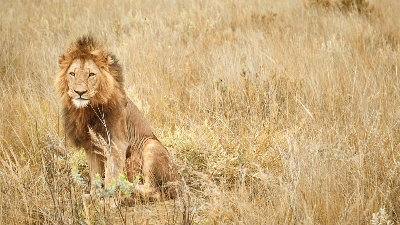 באדפלאס Nkomazi Game Reserve By Newmark מראה חיצוני תמונה