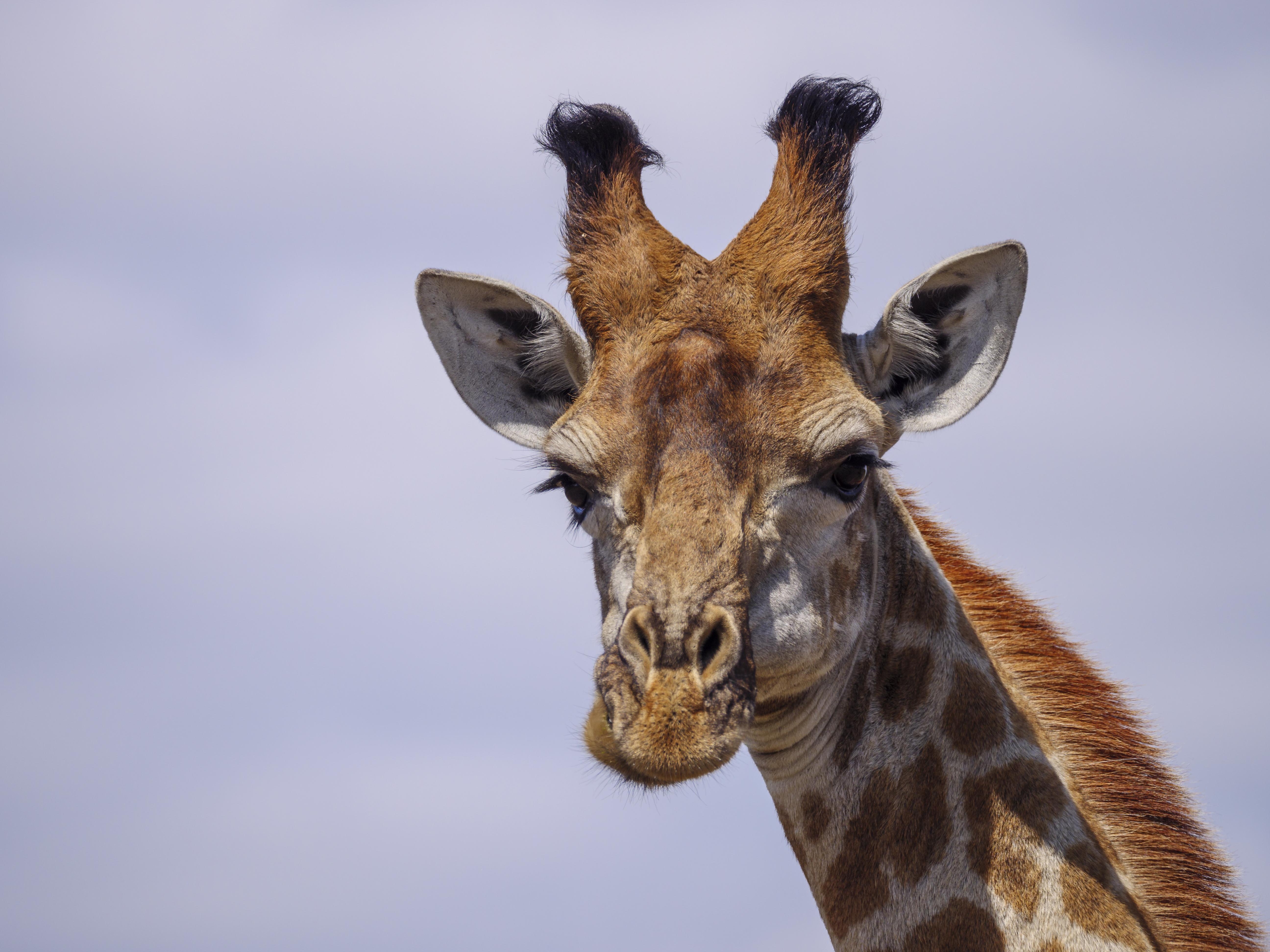באדפלאס Nkomazi Game Reserve By Newmark מראה חיצוני תמונה