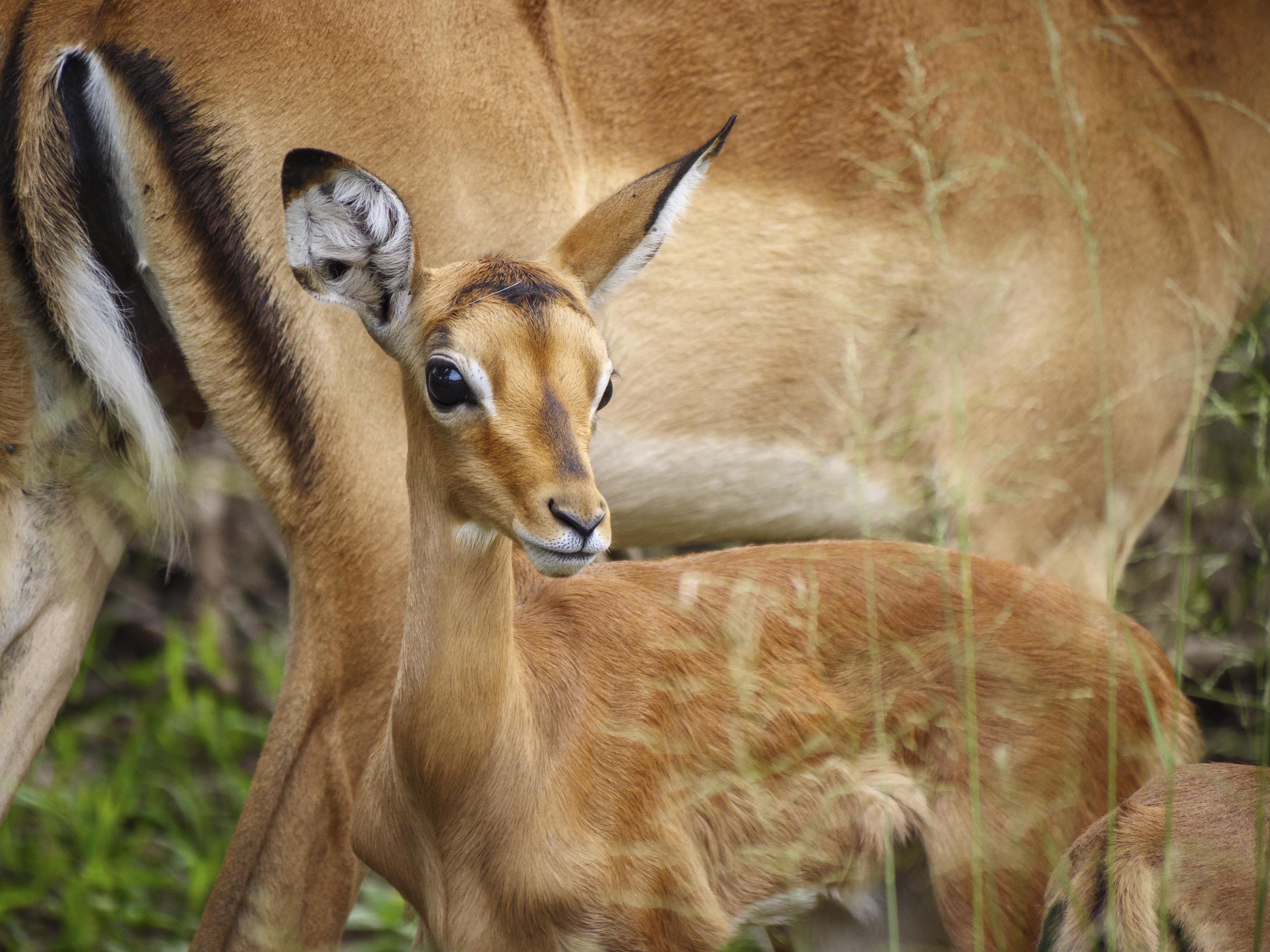 באדפלאס Nkomazi Game Reserve By Newmark מראה חיצוני תמונה