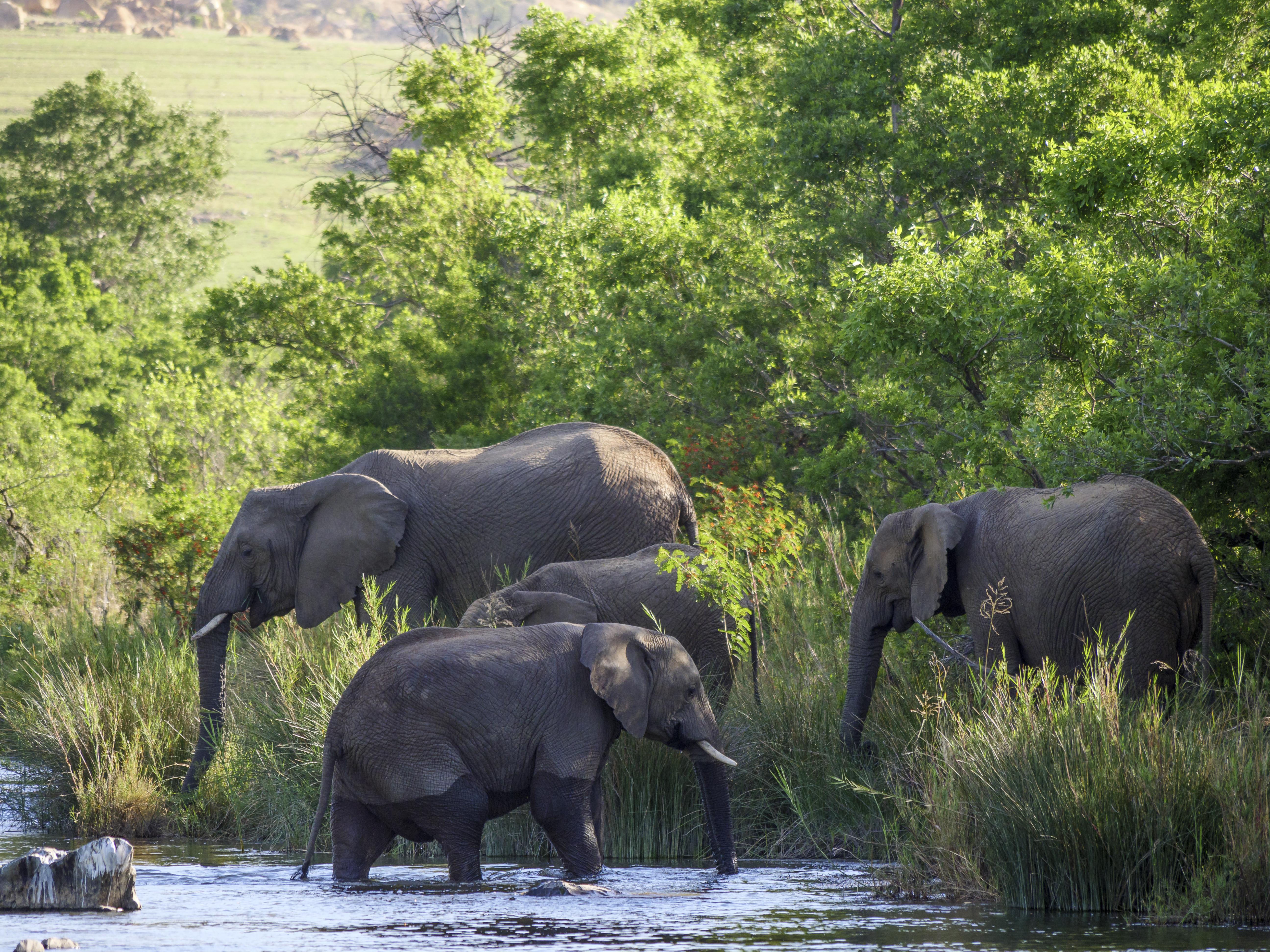 באדפלאס Nkomazi Game Reserve By Newmark מראה חיצוני תמונה