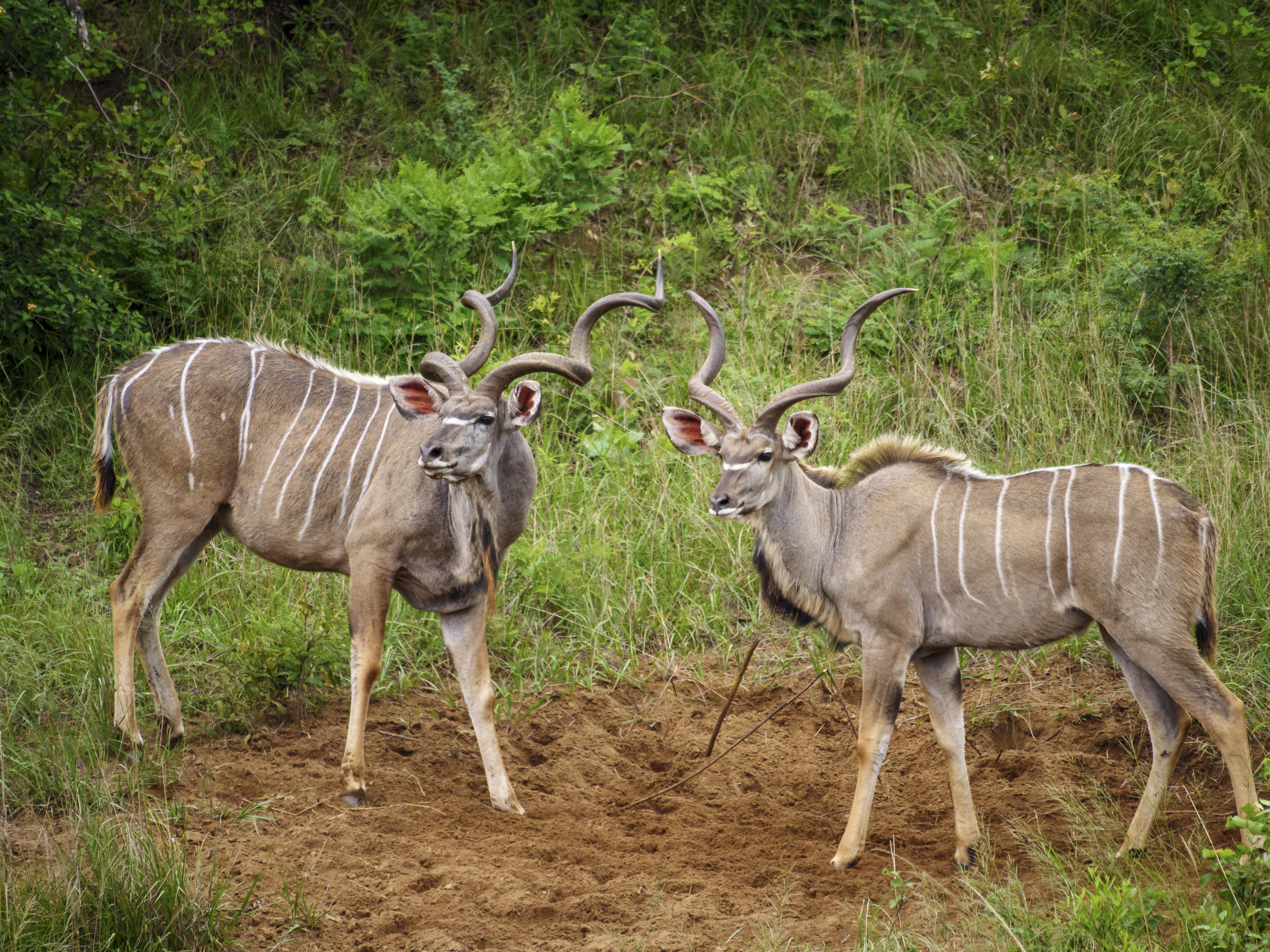 באדפלאס Nkomazi Game Reserve By Newmark מראה חיצוני תמונה